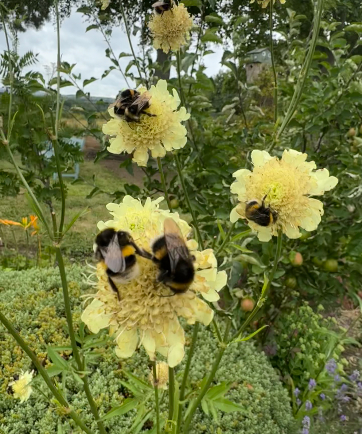 Bees on yellow flower heads