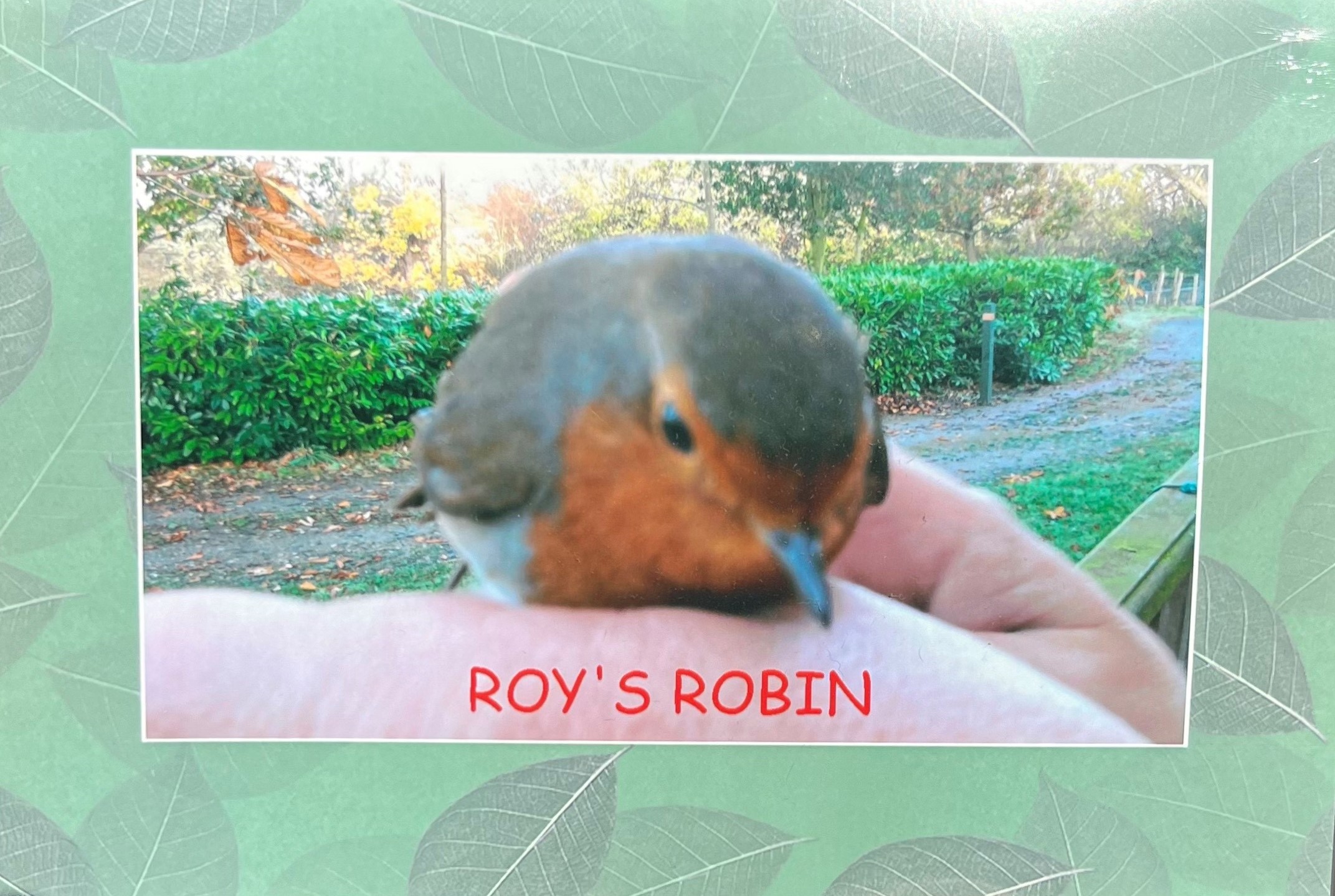 A robin perched on someone's hand in a garden